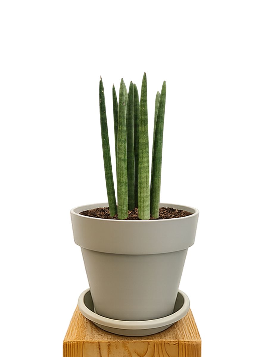 Pflanzkit 20 Sand